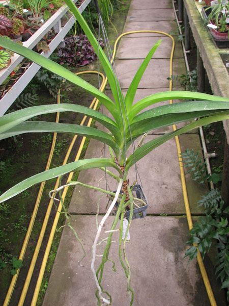 Vanda Charles Good fellow x Ascocenda Doungchai Pusawat.jpg