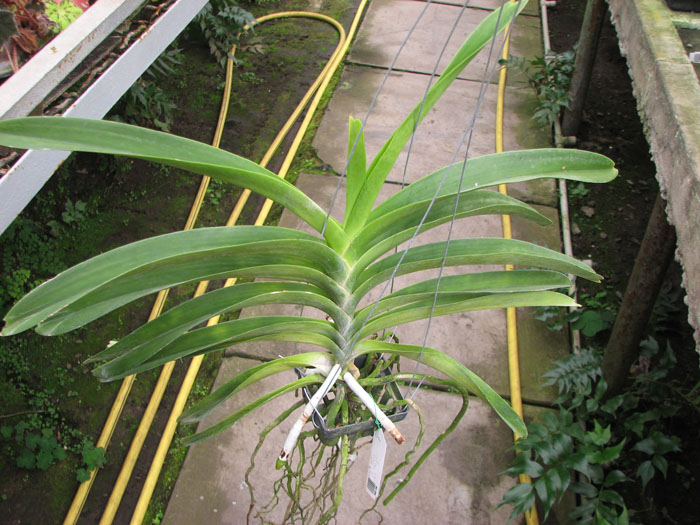 Vanda Darres Golden Heritage x Rasri Gold.jpg