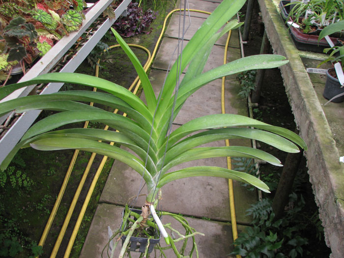 Vanda Kultana Gold x Ascocenda Kultana White Will.jpg