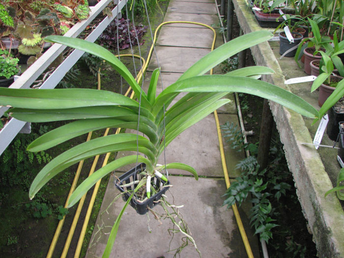 Ascocenda Somsri Gold.jpg