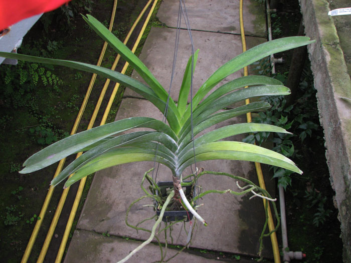Pranermprai x Ascocenda Butterfly x Vanda Sankhamphaeng.jpg