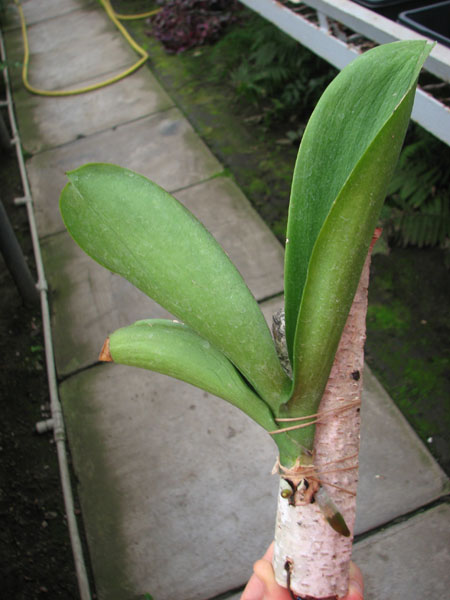 Doritaenopsis Taiwan Red Cat 'Red Cat'.jpg
