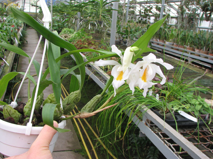 Coelogyne cristata.jpg