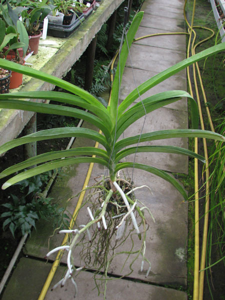 Vanda Kasem's Delight x Vanda Patcharee's Delight.jpg