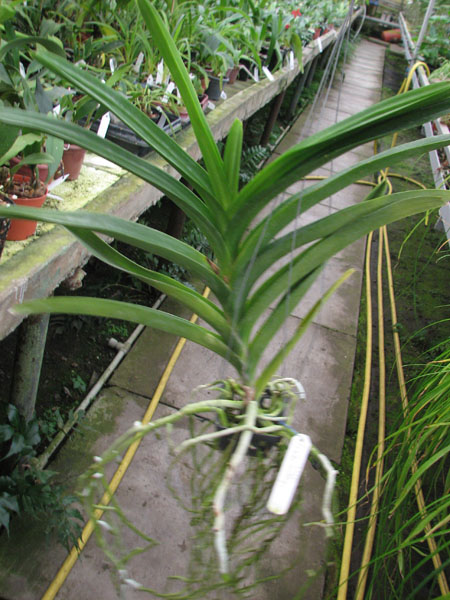 Vanda Kasem's Delight x Vanda Bitz's Heratthrob.jpg