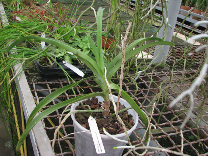 Ascocenda Crownfox Golden Dawn.JPG