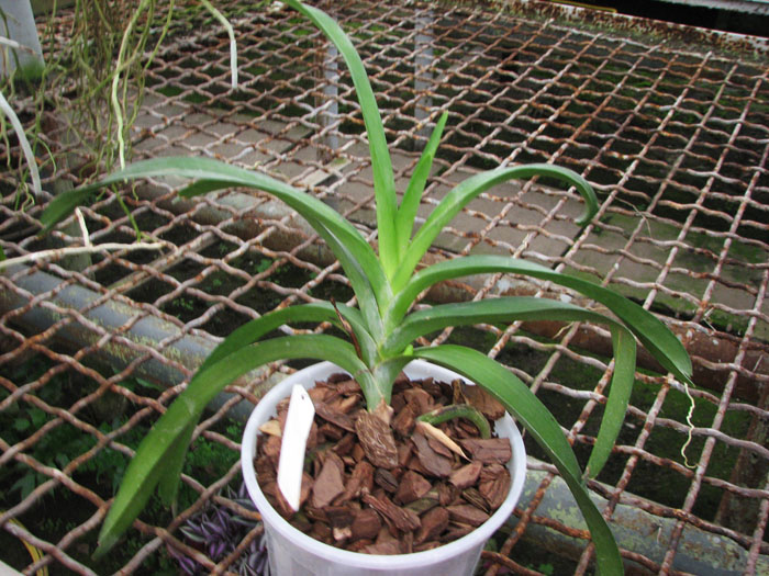 Vanda Sumon Spot x Vanda Srakaew.jpg