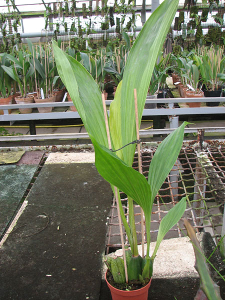 Angulocaste Red Jewel.jpg