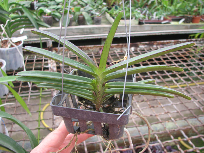 Ascocentrum miniatum.jpg