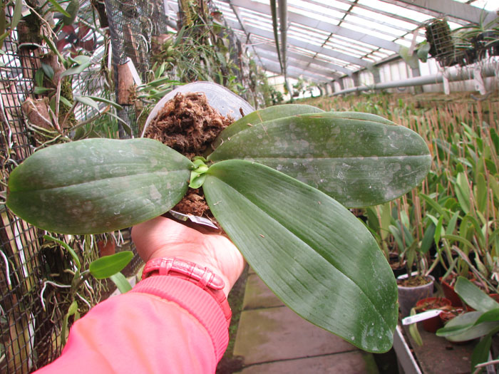 Phalaenopsis gigantea x violacea blue.jpg