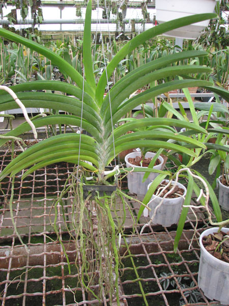 Vanda Udom Gold x Vanda Pranermprai.jpg