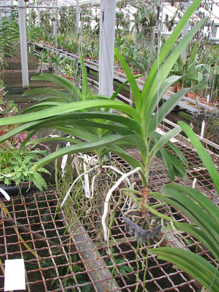 Ascocenda Tubtim Velvet x Vanda Charles Goodfellow.jpg