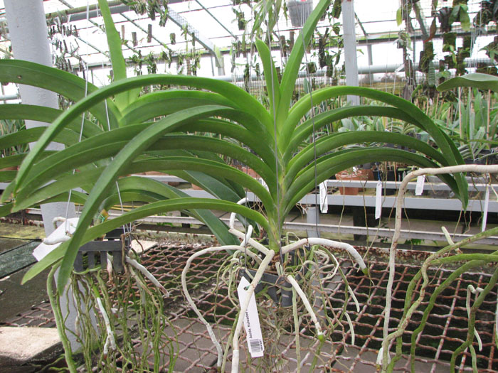 Ascocenda Kulwadee Black.JPG