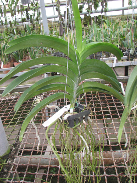 Vanda Somsri Pink x Vanda Golamcos Blue Magic.jpg