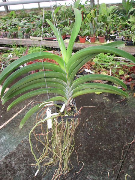 Vanda Sirilak x Vanda Dr Anek.jpg