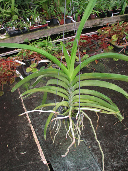 Vanda Manuvadee x Vanda Dr Anek.jpg