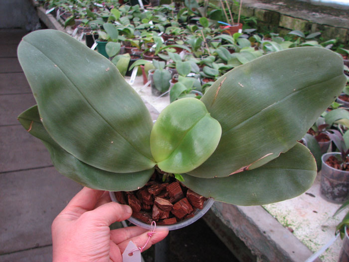 Phalaenopsis bellina.jpg