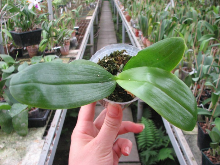 Phalaenopsis (Auspice Neihun-lueddemanniana) x Phalaenopsis Kung's Red Cherry.JPG