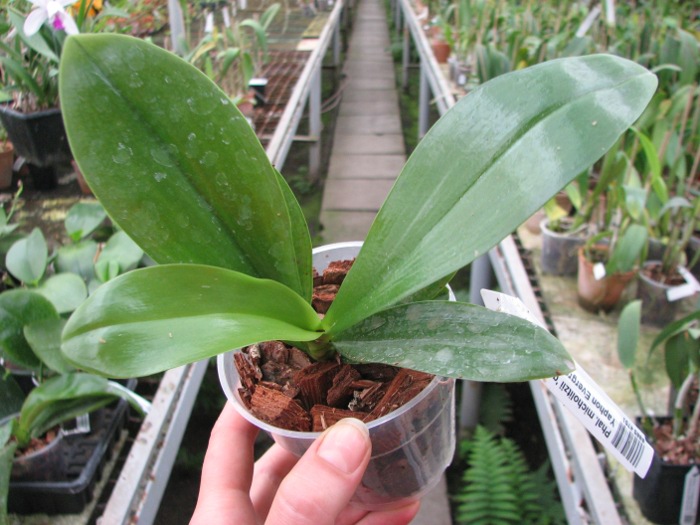 Phalaenopsis micholitzii 'green' x Yaphon Evergreen 'Yaphon'.JPG