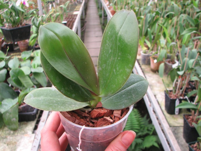 Phalaenopsis George Vasquez x (Coral Nosa x bellina).JPG