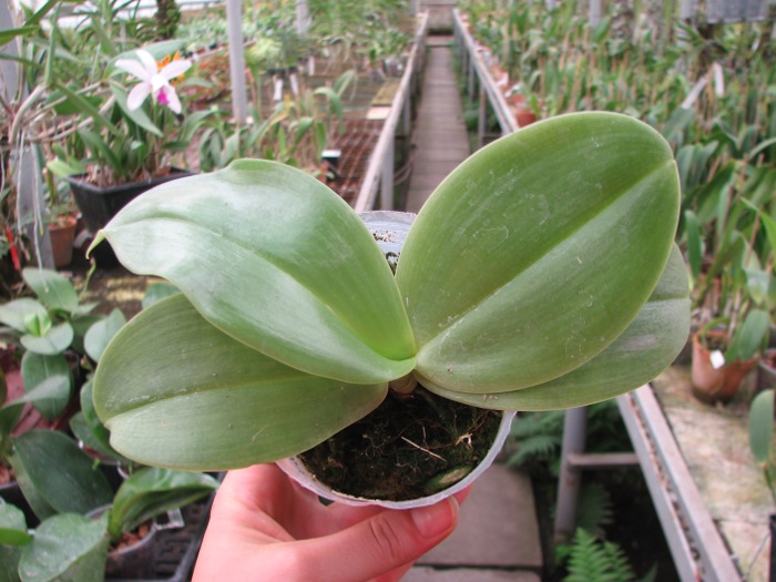 Phalaenopsis gigantea 'KF#8' x Ho's Kungfong Glory.JPG