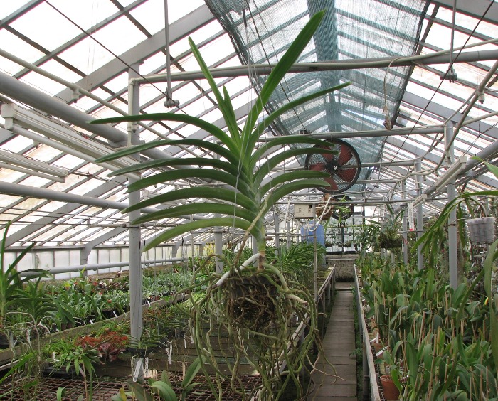 Vanda Madame Rattana x Vanda Rattana - Faye Benette.JPG