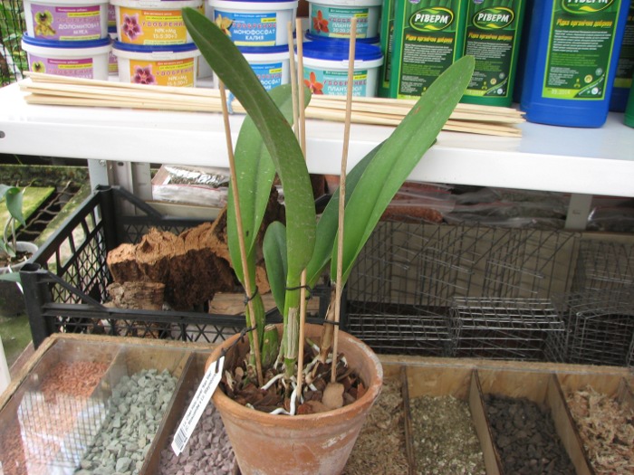 Laeliocattleya Chan Hsiu Jewel 'San Mei' (Cattleya Moscombe x Laeliocattleya Wayndora).JPG
