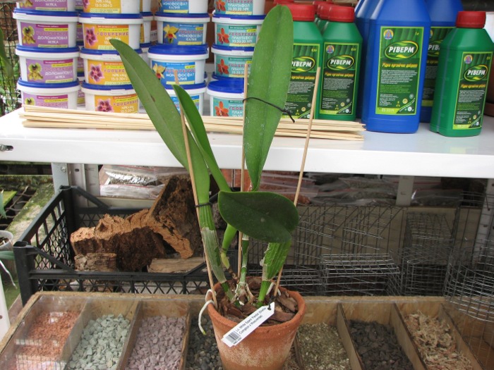 Laeliocattleya White Spark 'Panda' (Shellie Compton x Moscombe).JPG