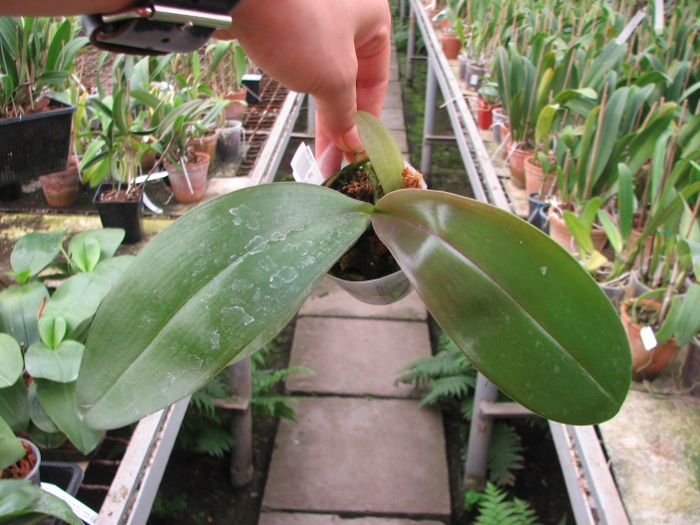 Phalaenopsis gigantea x Golden Peoker 'BL'.JPG