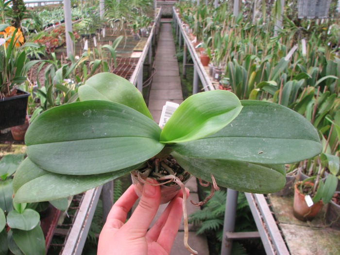 Phalaenopsis Mituo Golden 'M-2'.JPG