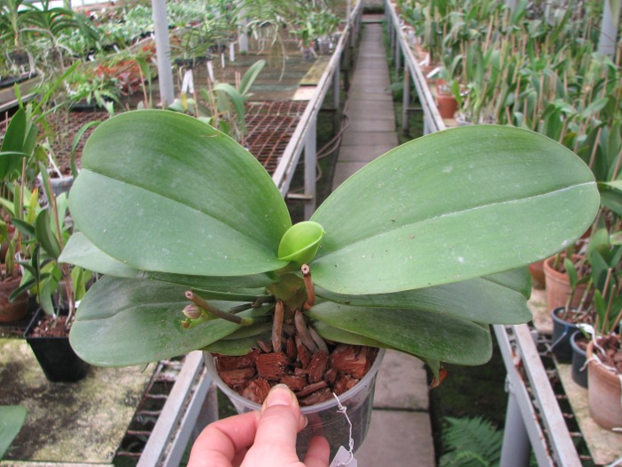 Phalaenopsis Sogo Relex 'F-1661'.JPG