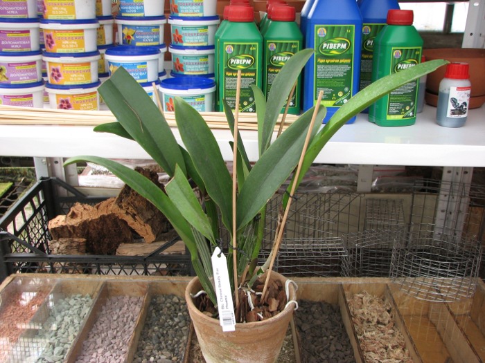 Brassolaeliocattleya Chinese Beauty 'Fire Phoenix'.JPG