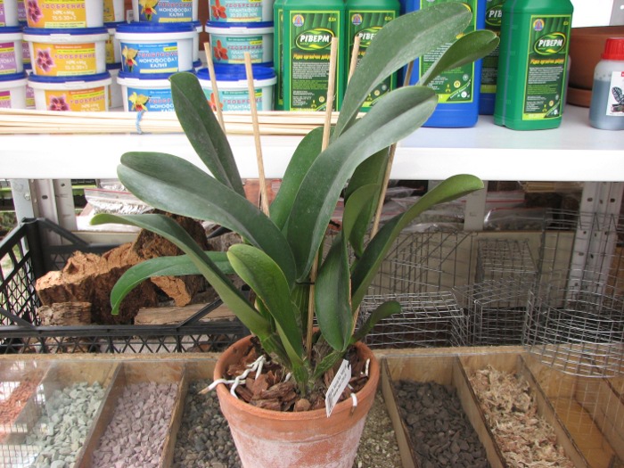 Brassolaeliocattleya Sanyung Ruby 'Kuang Lung' (Waianae Coast x Chia Lin).JPG