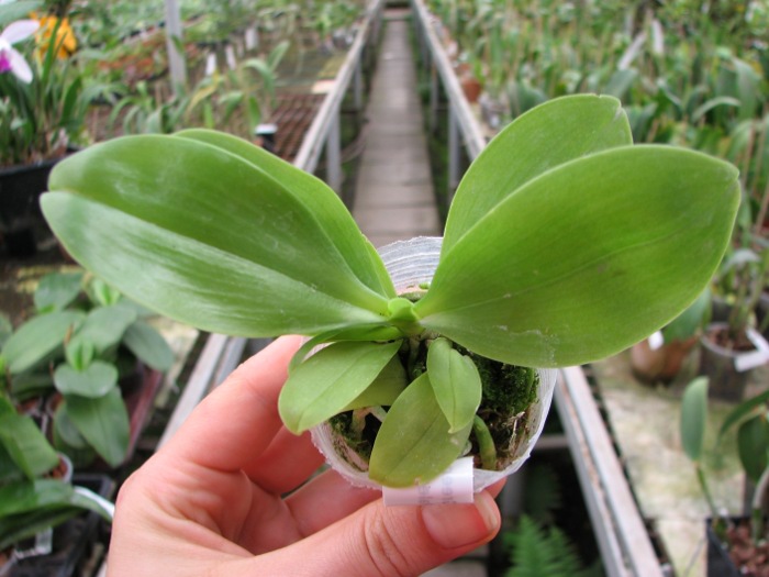 Phalaenopsis Yin's Green Jewel 'Yaphon' x Jennifer Palermo 'C1'.JPG