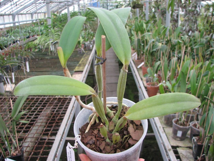 Cattleya lueddemanniana escura x Cattleya lueddemanniana 'Labelo Dourado'.JPG