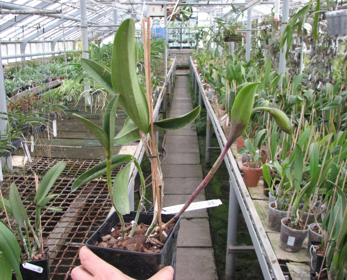 Cattleya Green Emerald 'Orchid Queen' (Cattleya Elizabeth Mahon x Cattleya Thospol Spot).JPG
