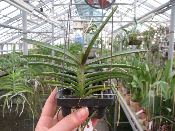 Ascocentrum miniatum.JPG