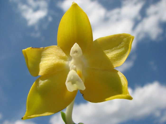Phalaenopsis Nobby's Green Eagle 'Yaphon' .JPG