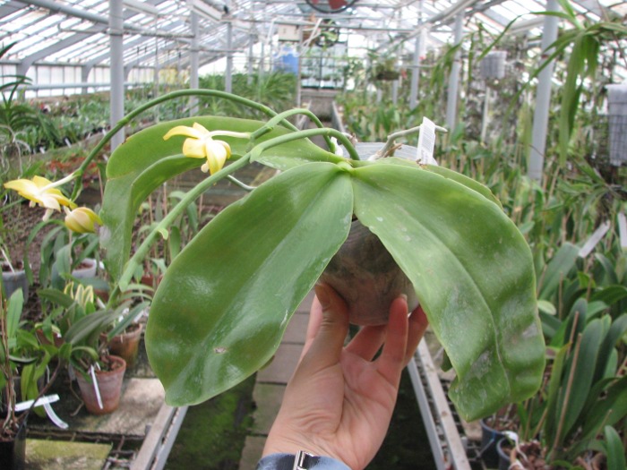 Phalaenopsis Nobby's Green Eagle 'Yaphon'.JPG