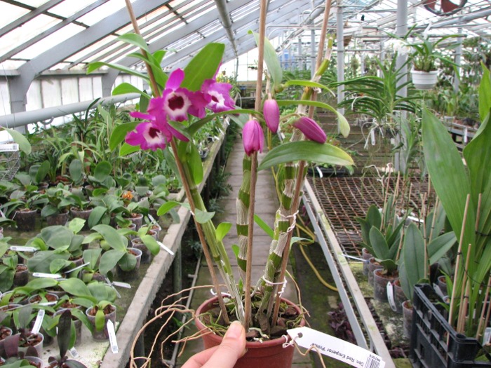 Dendrobium Red Emperor 'Prince'.JPG