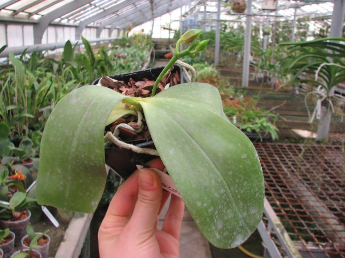 Phalaenopsis tetraspis 'C1' x Phalaenopsis KS Happy Eagle.JPG