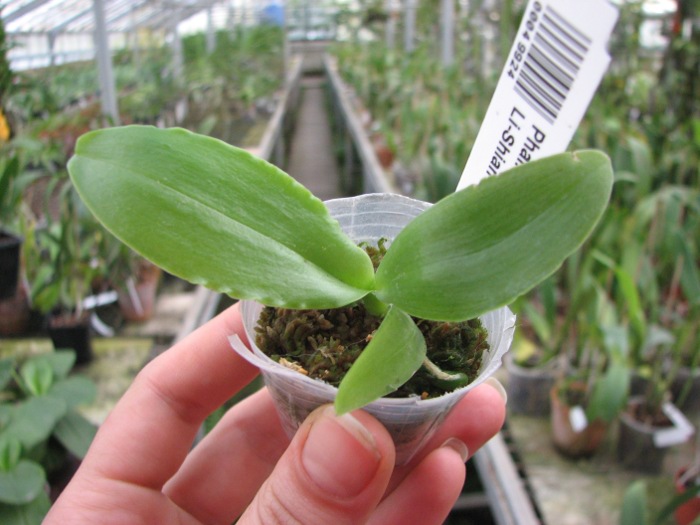 Phalaenopsis Red Jaguar (Phalaenopsis Hsu Li-Shian x Phalaenopsis gigantea).JPG