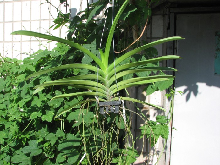 Vanda Udom Gold x Vanda Pranermprai.JPG