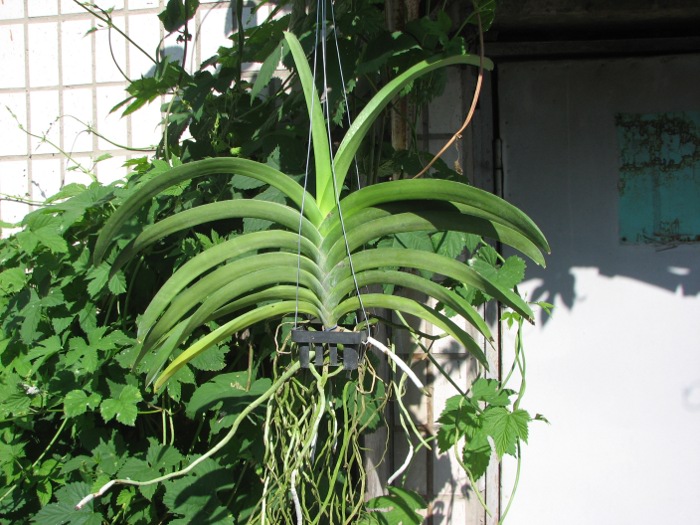 Vanda Manuvadee x Vanda Dr. Anek.JPG