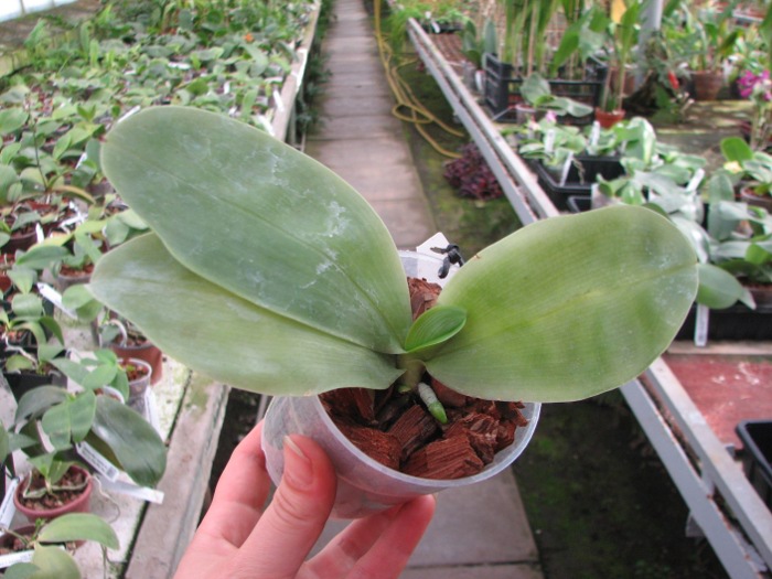 Phalaenopsis bellina 'blue'.JPG