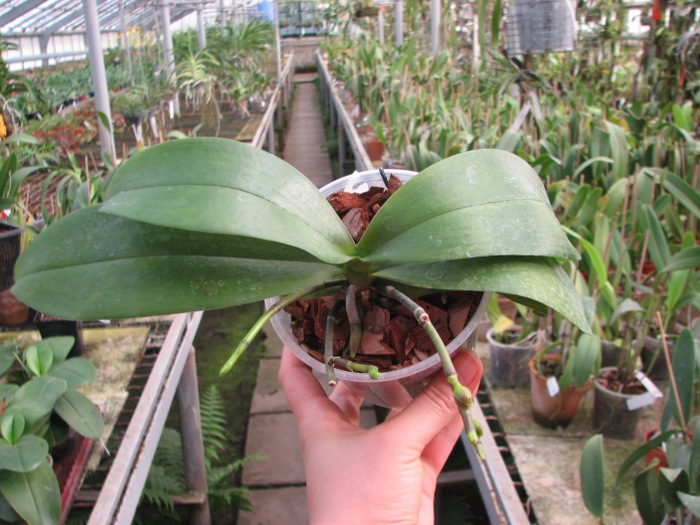 Phalaenopsis Nobby's Pumpkir 'JA4'.JPG