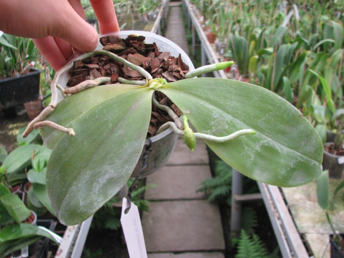 Phalaenopsis amboinensis red spot type.JPG