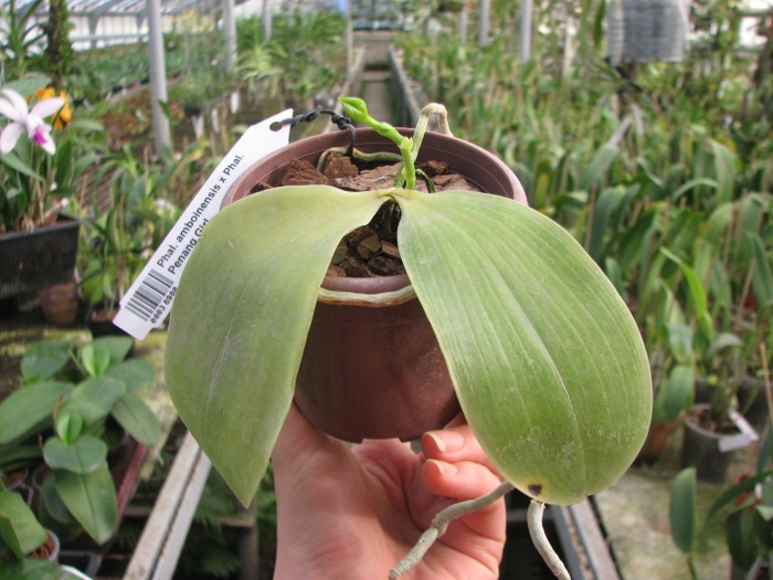 Phalaenopsis amboinensis x Phalaenopsis Penang Girl.JPG