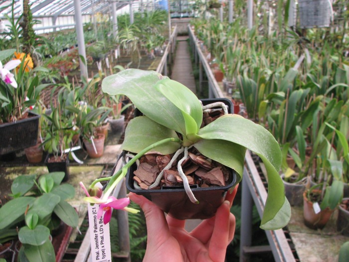 Phalaenopsis Jennifer Palermo (C1 type) x Phalaenopsis LD's Bear Queen.JPG