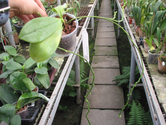 Phalaenopsis tetraspis.JPG